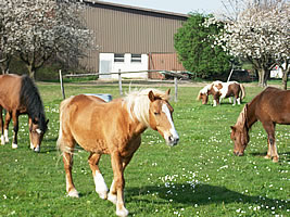 Stallungen beim Ponyhof in Reuenthal