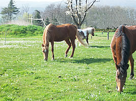 Reiten in den Reitherien