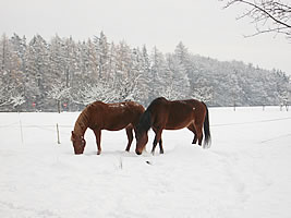 Reitwochenende auf dem Ponyhof